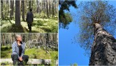 Borups naturreservat • 300-åriga tallar med en historia att berätta: ”Varje träd är en individ”