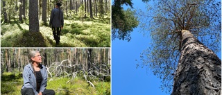 Borups naturreservat • 300-åriga tallar med en historia att berätta: ”Varje träd är en individ”