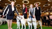 Final för välbesökt hundutställning i Strängnäs