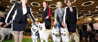 Final för välbesökt hundutställning i Strängnäs