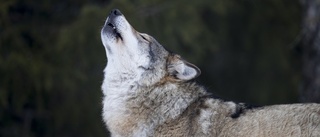 Debatt: Blir det fler vargar i Södermanland?