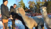 Trots oron för fyrverkerier – alpackorna klarade nyårsafton bra