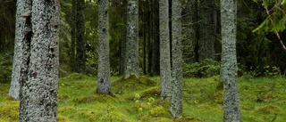 Replik: Landsbygdspartiet oberoende prioriterar skogen