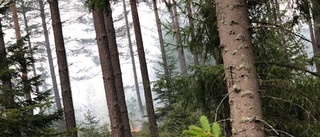 Brandflyg upptäckte flera skogsbränder utanför Gnesta