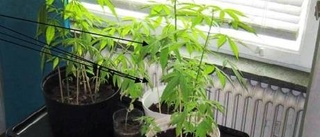 Odlade cannabis för husbehov