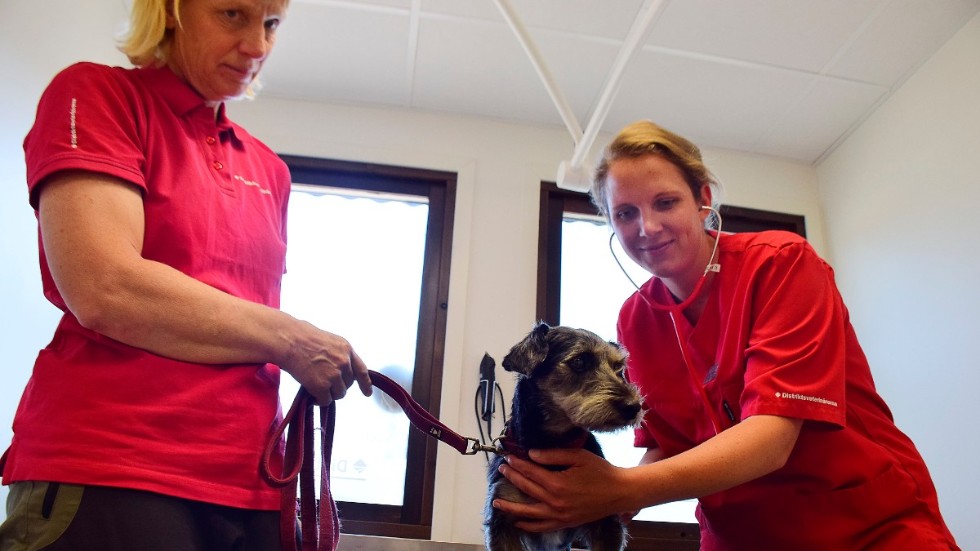 "Trycket är hårt så nu under sommaren så måste vi sålla. Vi har inte möjlighet att hjälpa alla med sina djur," berättar Lena Jakobsson (till vänster), klinikchef hos Distriktsveterinärerna Vimmerby och Gamleby. På bild med Lena Dompke (till höger).