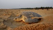 Guatemala utreder mystisk sköldpaddsdöd