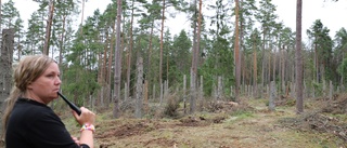 Jätteangrepp av granbarkborrar i östgötska naturreservatet • Skogsägarna kritiska mot länsstyrelsen • "Det är förfärligt"