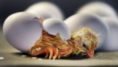 50 000 kycklingar avlivas efter salmonellalarm