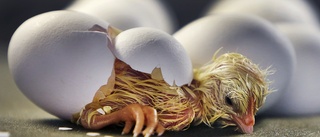 50 000 kycklingar avlivas efter salmonellalarm
