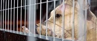 Kennel anmäls för djurplågeri – lät hundar gå med bajs i pälsen