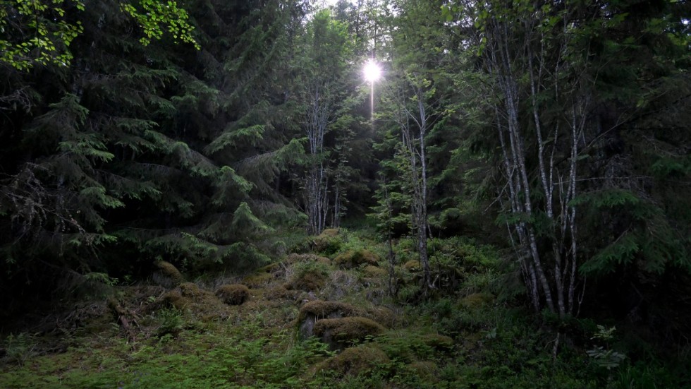 Skogsbolaget Billerud Korsnäs har släppt delårssiffror. Arkivbild.