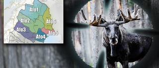 Så många älgar får fällas i Norrbotten • Hela listan