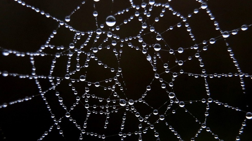 Spindelns nät är svårslaget i kombinationen styrka och tunnhet. Arkivbild från Tyskland.
