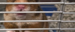 Djurvänner i Hongkong vägrar hamsteravlivning