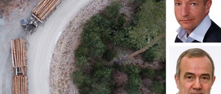 Priserna på östgötsk skog rusar: "Väldigt, väldigt höga nivåer"