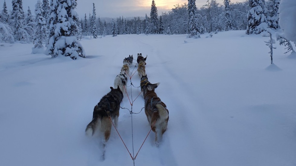 Under vintern erbjuder företaget hundspannsturer, pimpling, snöskorvandring, skidåkning och tältning. På sommaren erbjuder de paddling, vandring och tältning. 