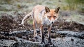 Här har skabbdrabbade rävar åter siktats: "En fruktansvärd plåga"