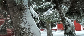 Läsarbilden: Snön tynger ner trädgrenarna