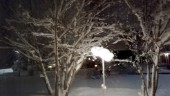 Läsarbilden: Snötyngda trädgrenar på Degeränget