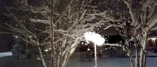 Läsarbilden: Snötyngda trädgrenar på Degeränget