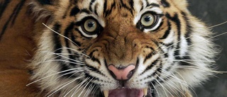 Sluta förstöra tigrarnas skogar
