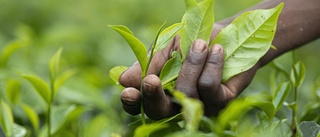 Sri Lanka vill betala skulder med te