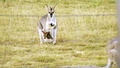 Känguru på rymmen – misstänks leta efter en annan hona