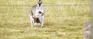 Känguru på rymmen – misstänks leta efter en annan hona