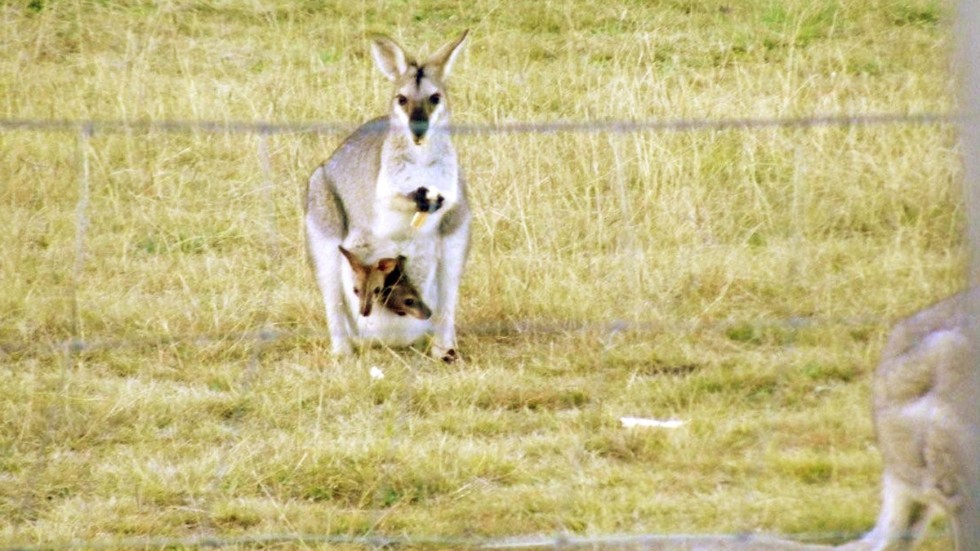 Djuret som varit på vift i Växjötrakten i fem år är en så kallad vallaby, en mindre släkting till kängurun. Nu har den troligen setts i skogarna, men länsstyrelsen har fattat beslut om att den ska avlivas. Arkivbild.