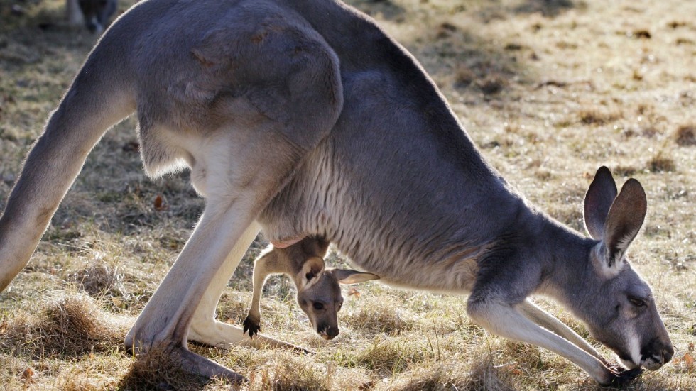 En känguru har vållat huvudbry i Australien. Djuret på bilden har inget med texten att göra.