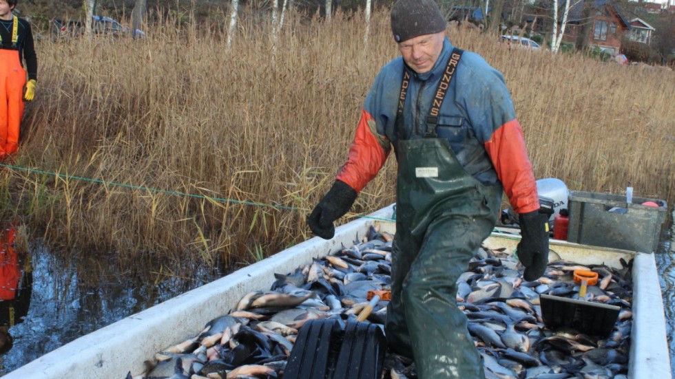 Finska fiskaren Arto Hautala har tidigare fiskat i fyra sjöar i Åtvidaberg, Nu är han i Hargsjön och utför reduktionsfiske på kommunens uppdrag.