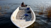 Enorma fångsten: De fick nära 17 ton fisk på en vecka