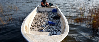Enorma fångsten: De fick nära 17 ton fisk på en vecka