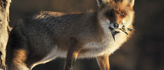 Den skoningslösa jakten på räv