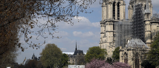 Tusen ekar fällda när Notre-Dame återuppbyggs