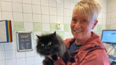 Regeringen vill att katter ska märkas – djurklinik i Nyköping positiv till lagförslaget: "Katter är inga leksaker"