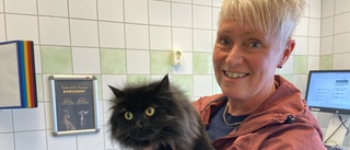Regeringen vill att katter ska märkas – djurklinik i Nyköping positiv till lagförslaget: "Katter är inga leksaker"