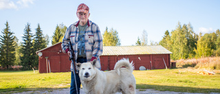Hundföraren Eivor, 82, laddad för älgjakten – 42 år efter debuten: "Lite pirrigt är det"