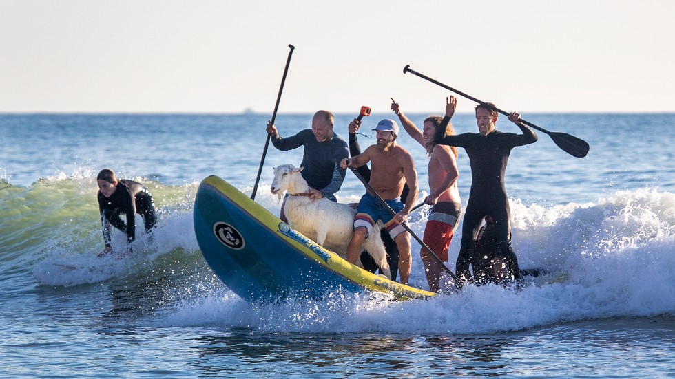 Dana McGregor (med kepsen) och hans vänner på en stor uppblåsbar surfbräda tillsammans med geten Pismo.