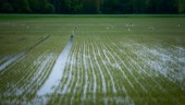 Regnet slår hårt mot lantbruket: "Påverkar oss kraftigt negativt"