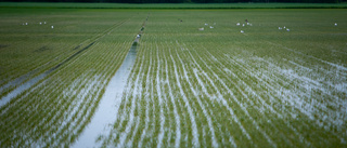 Regnet slår hårt mot lantbruket: "Påverkar oss kraftigt negativt"