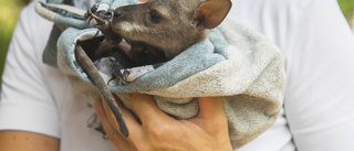 Miljöforskarna gick från skrivbordet till gethagen – fick sällskap av en wallaby