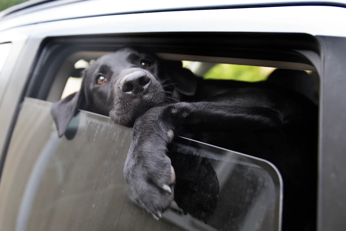 Lr Hvordan Du Tar Vare P En Blind Hund My Animals