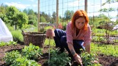 Årets odlare på Skördelyckan: "Odlingen ger vila och återhämtning" • Blommorna viktigast