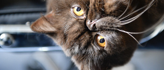 Katten Findus liftade i 20 mil – gömde sig på ett släp