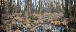 Fler våtmarker behövs för rikare skogar i Östergötland