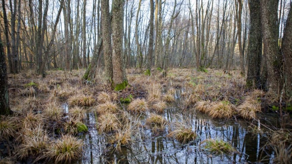 "Sammantaget innebär det att våtmarker bidrar till en rikare skogsmiljö på en mängd olika sätt, som både kommer skogsägaren och hela samhället till del" skriver debattskribenterna.