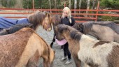 Islandshästar rymde från hage – hittades en timme efter upptäckten