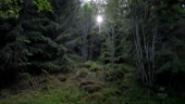 Det finns inget artutdöende i svenska skogar